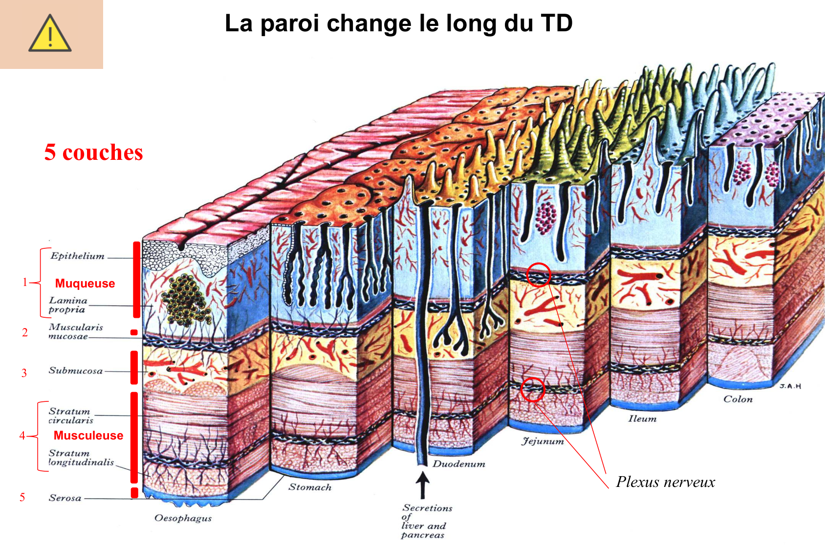 Histophysiologie digestive page 11