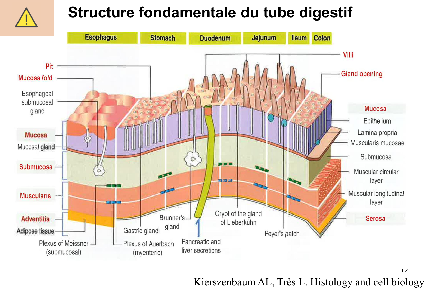 Histophysiologie digestive page 12