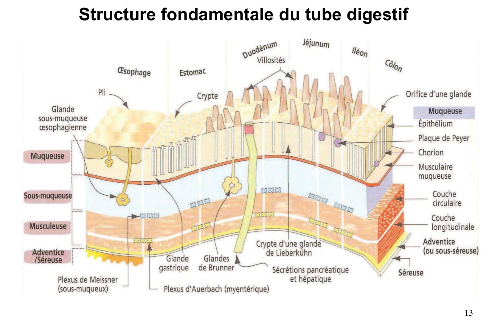 Histophysiologie digestive page 13