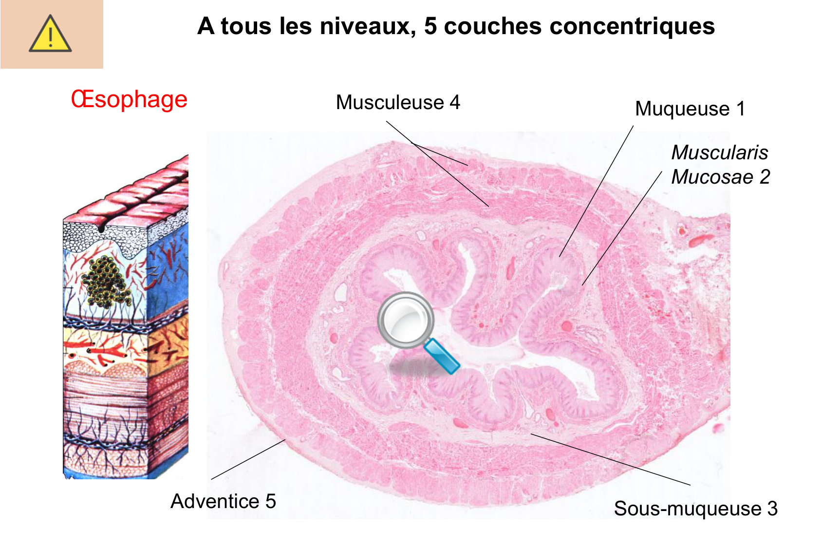 Histophysiologie digestive page 14