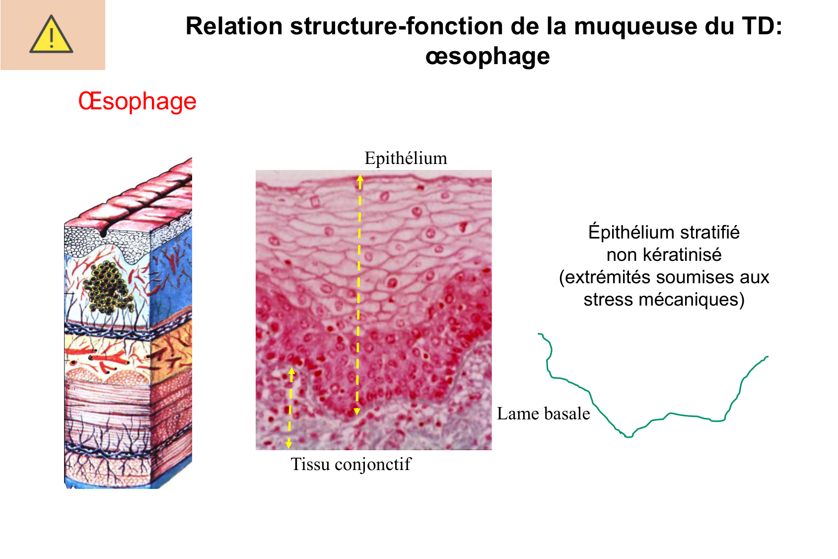 Histophysiologie digestive page 15