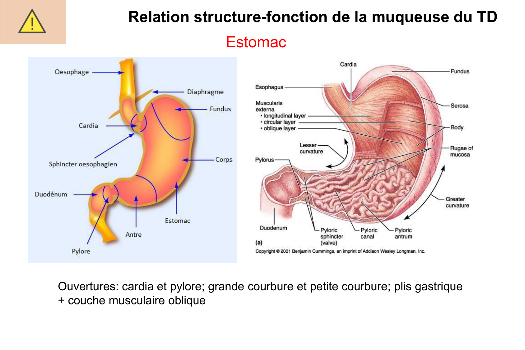 Histophysiologie digestive page 16