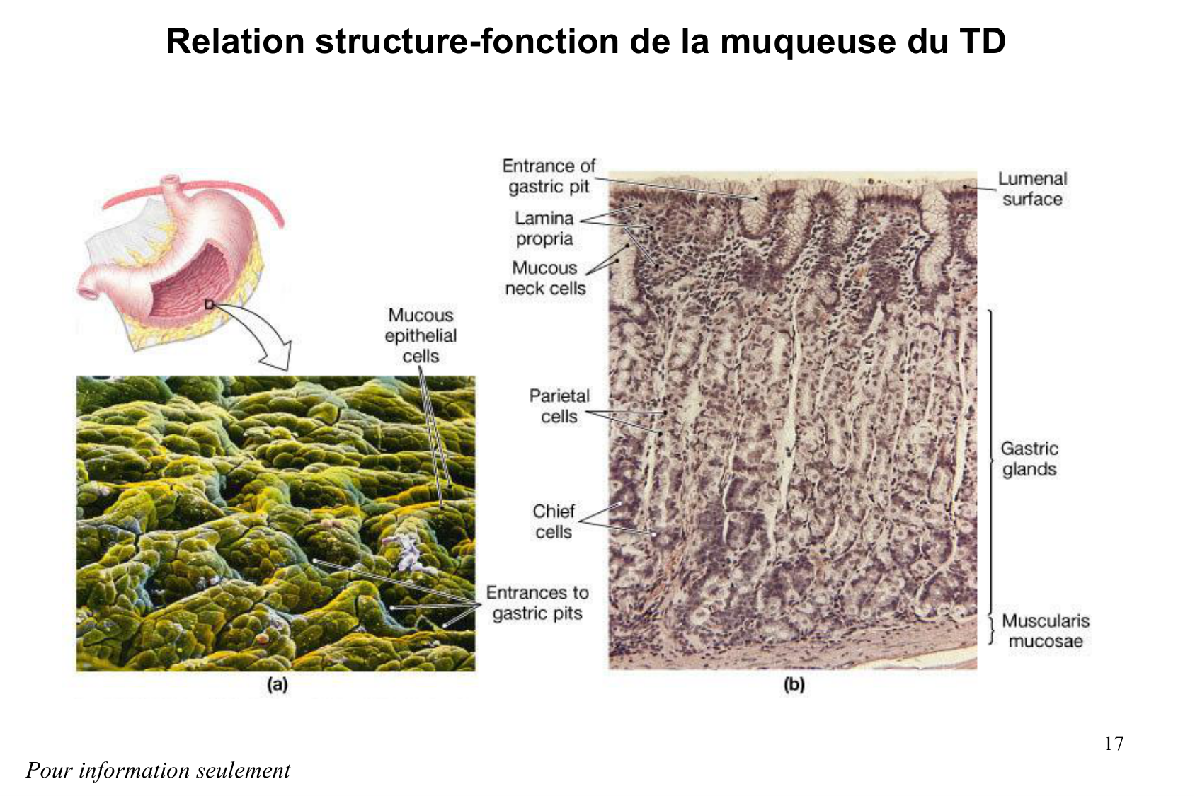 Histophysiologie digestive page 17