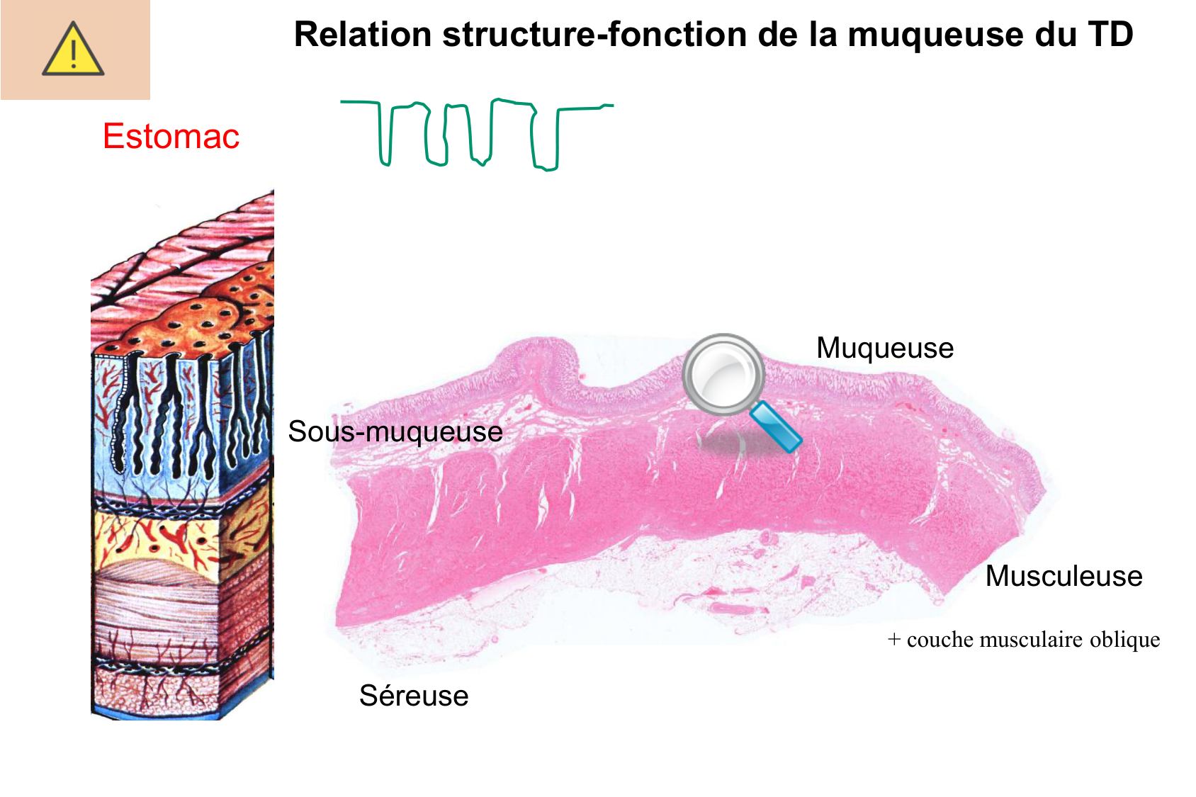 Histophysiologie digestive page 18