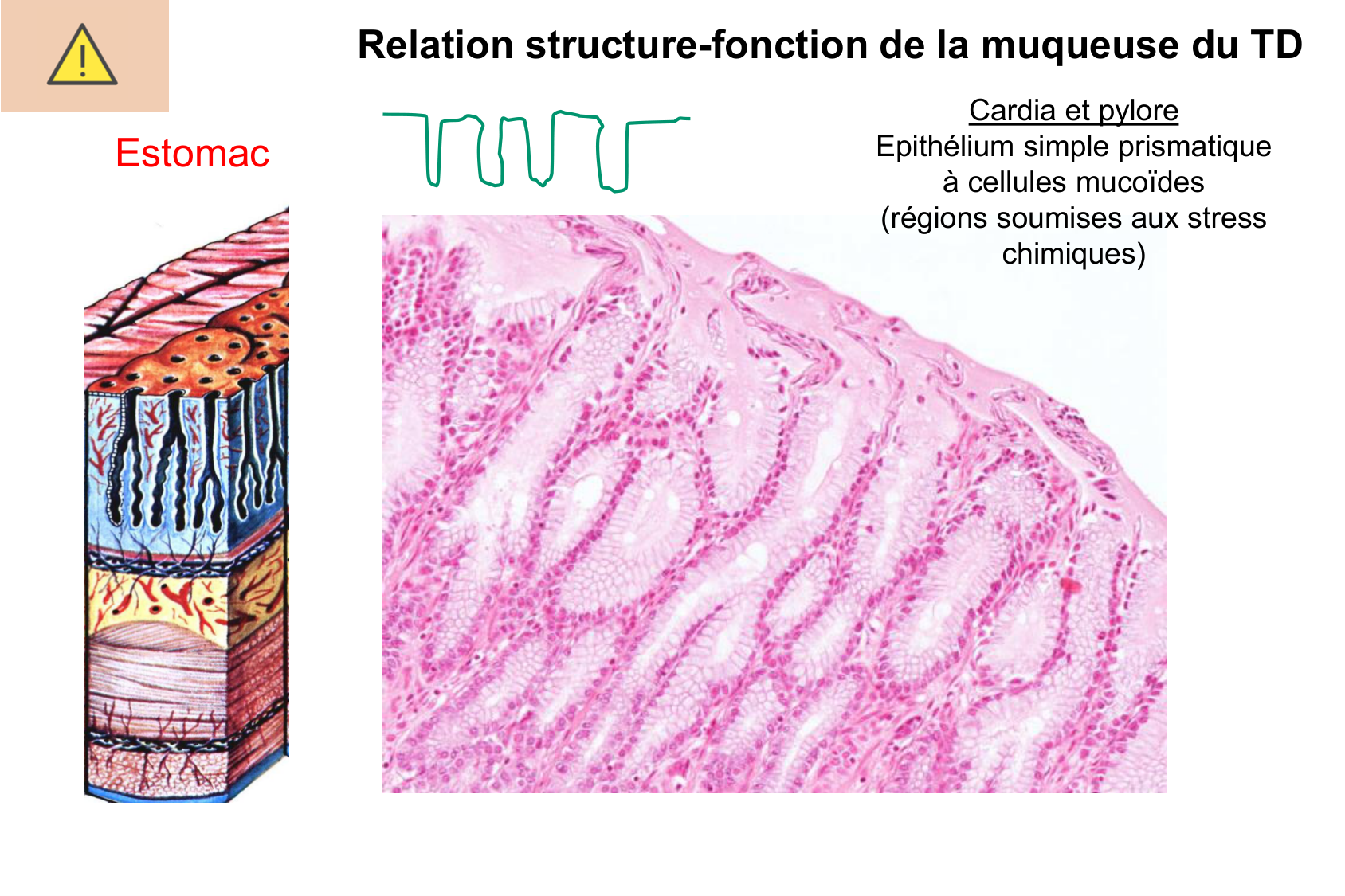 Histophysiologie digestive page 19