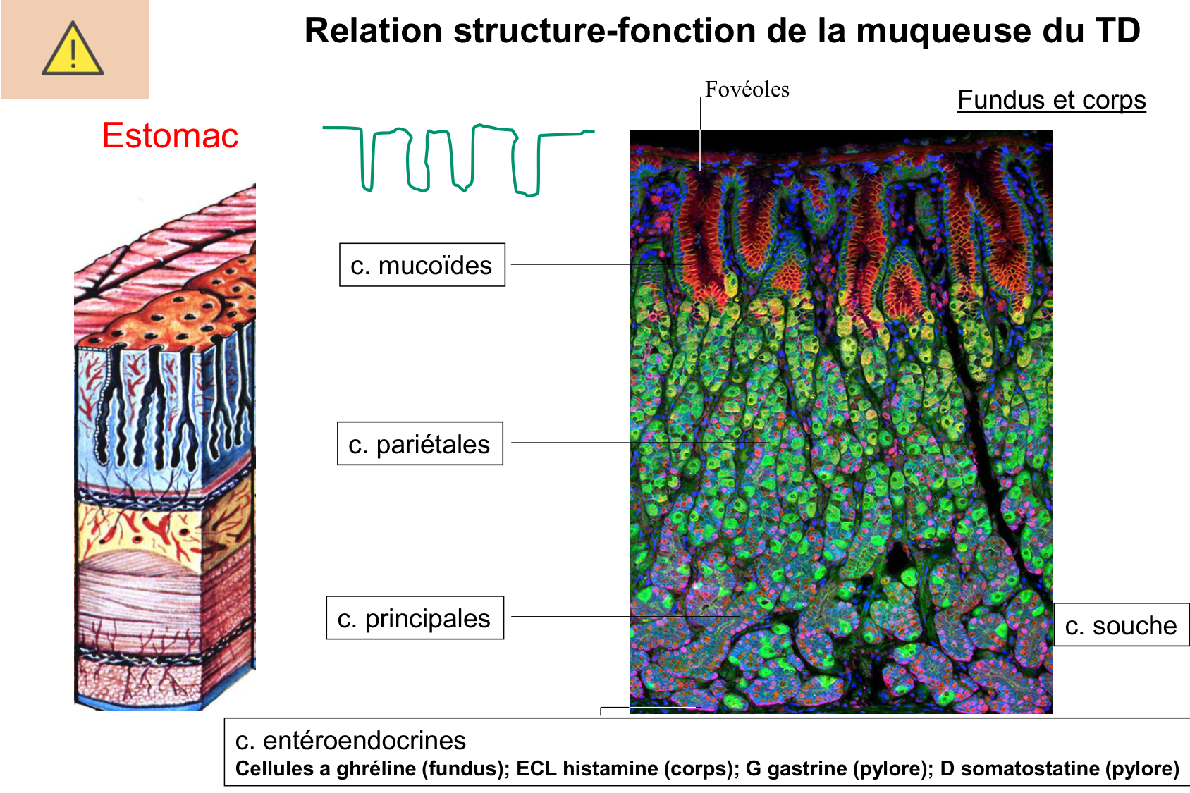 Histophysiologie digestive page 20