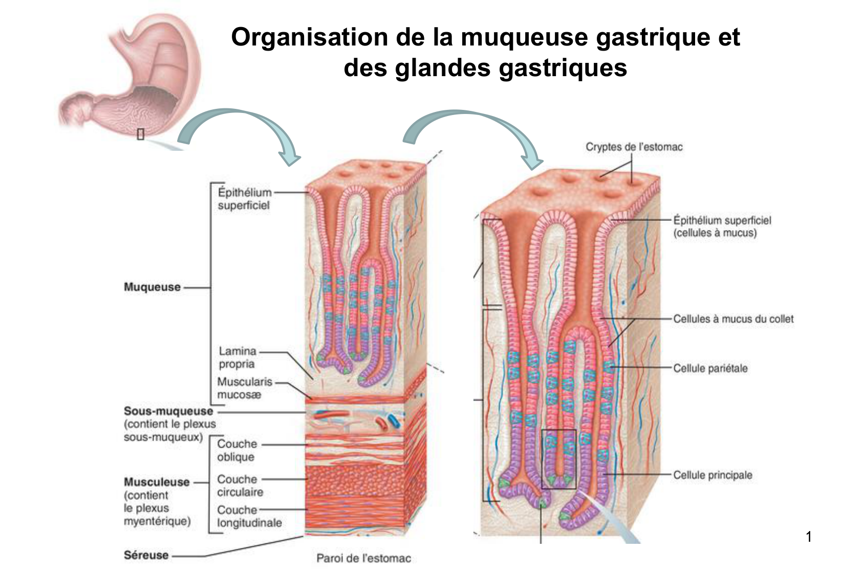 Histophysiologie digestive page 21