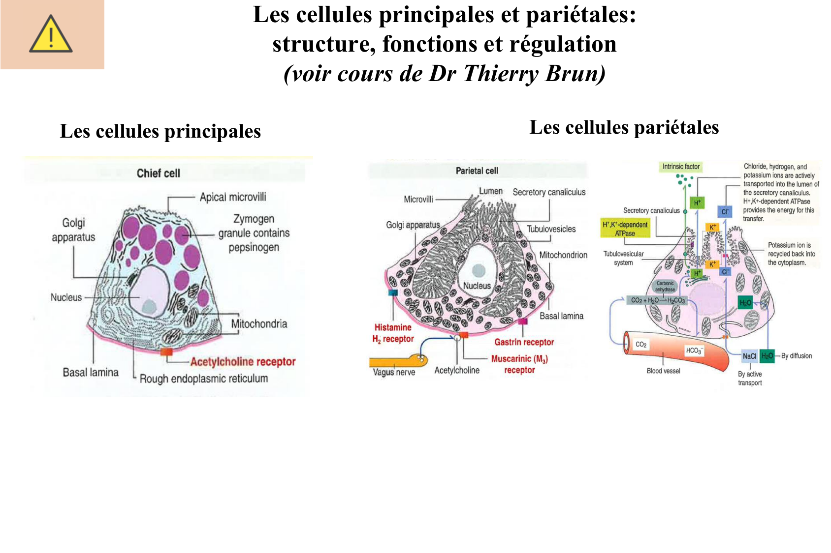 Histophysiologie digestive page 22