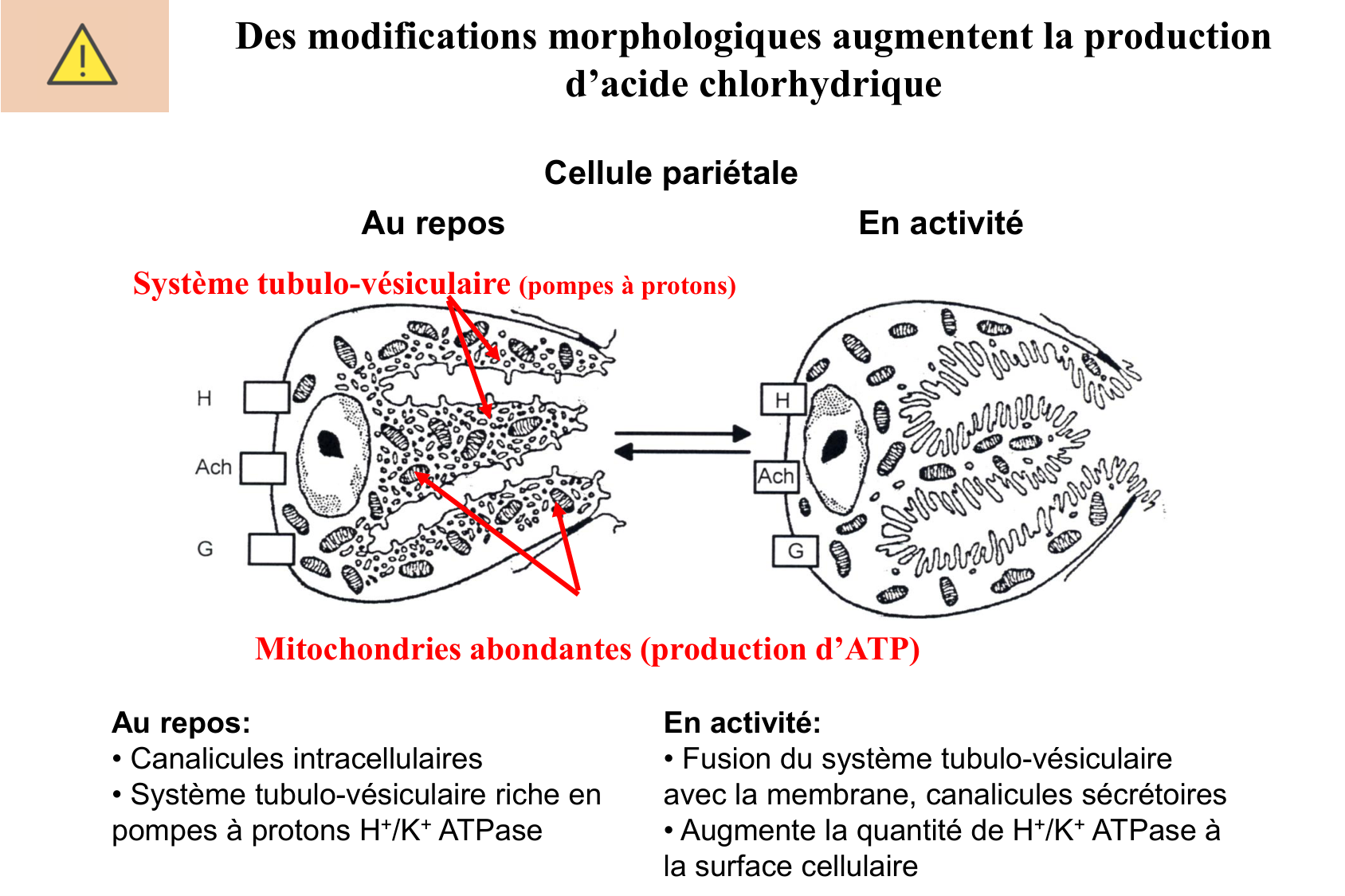 Histophysiologie digestive page 23