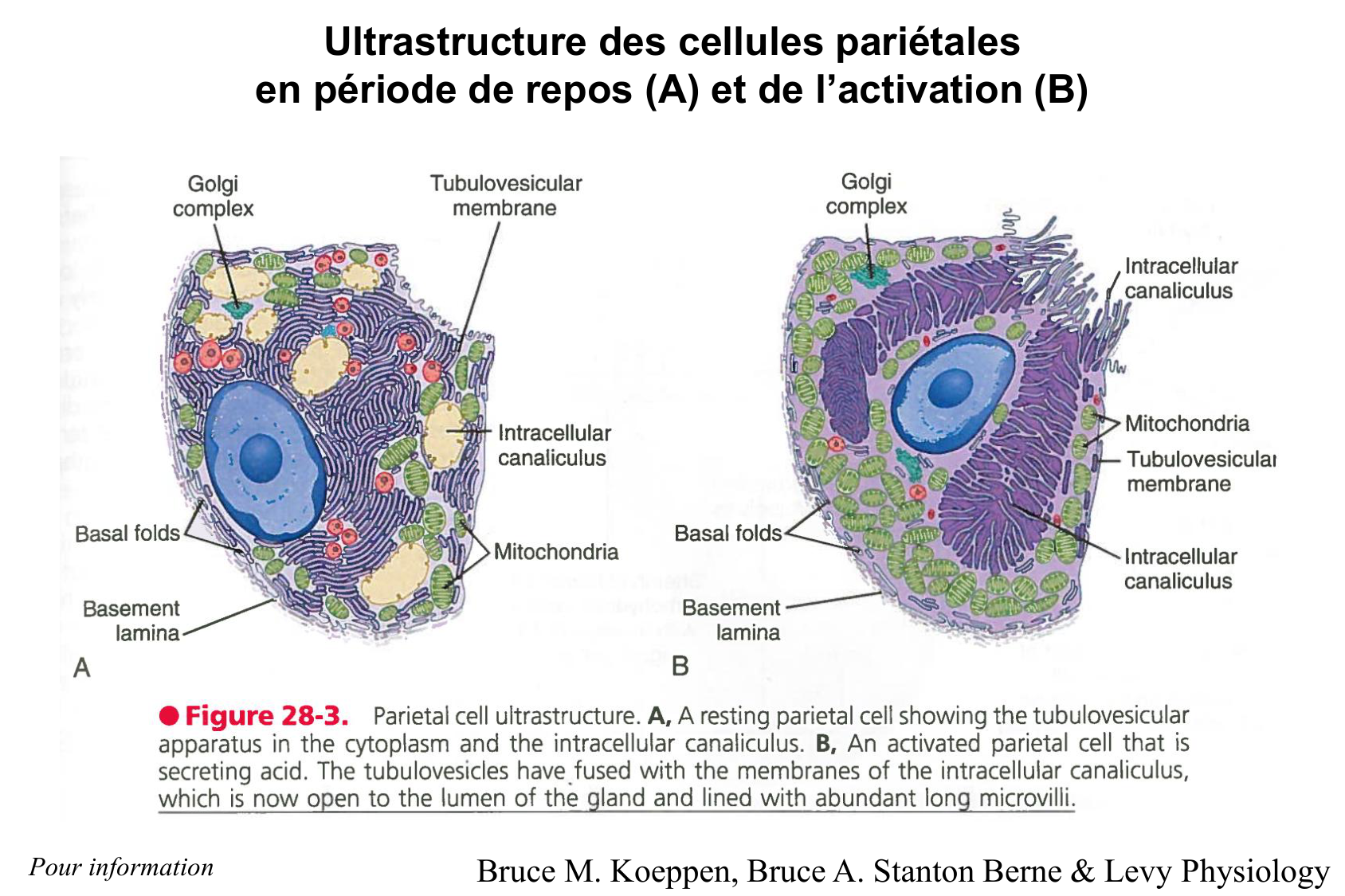 Histophysiologie digestive page 24