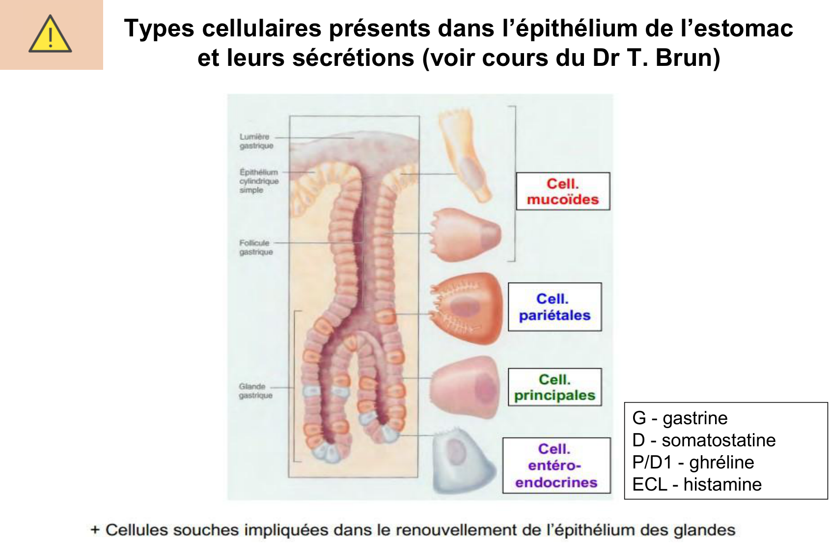 Histophysiologie digestive page 25