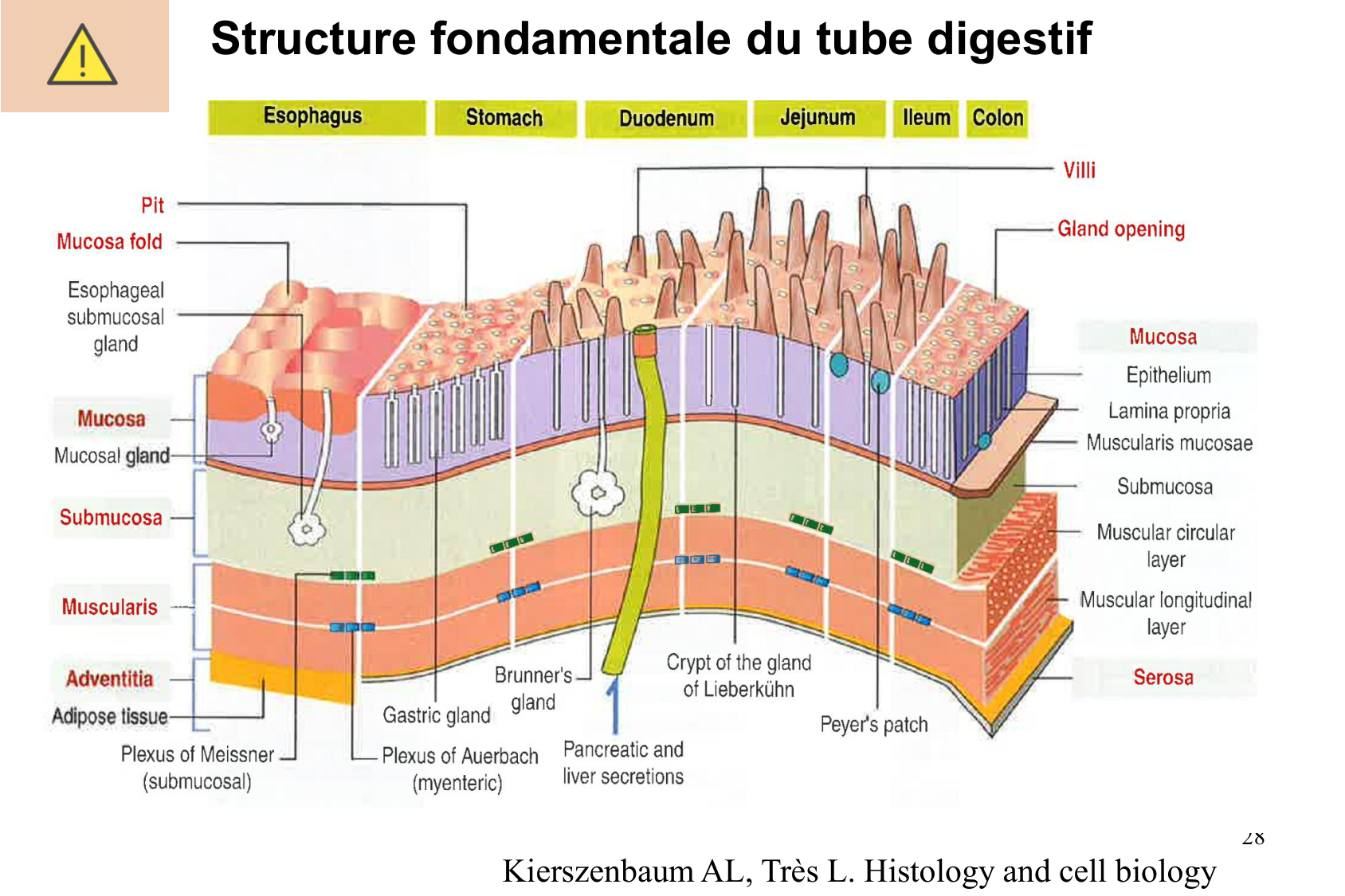 Histophysiologie digestive page 28