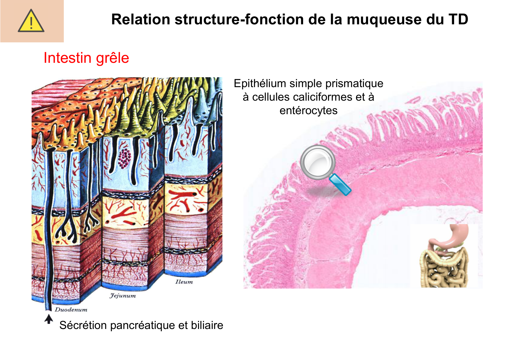 Histophysiologie digestive page 29