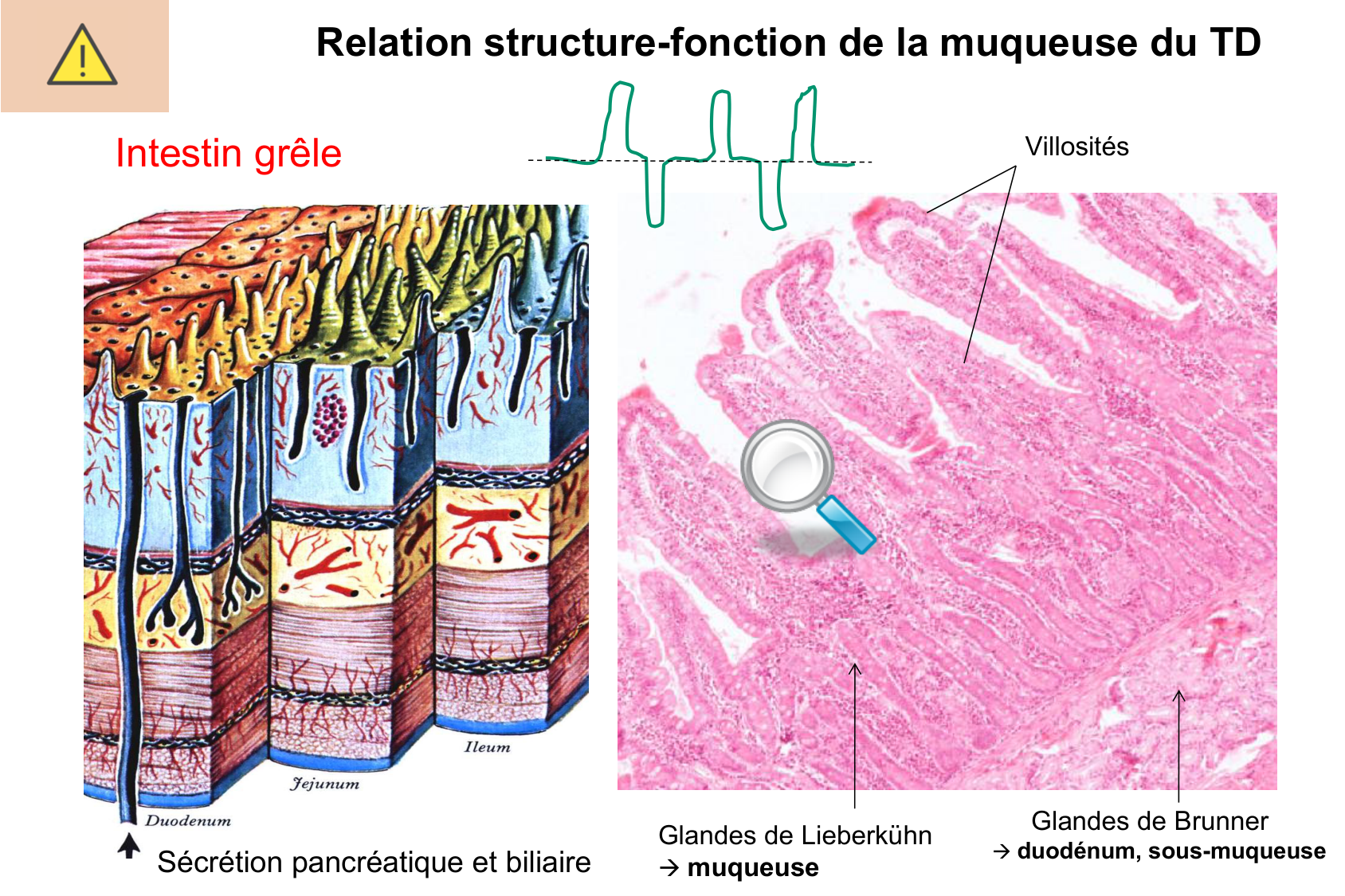 Histophysiologie digestive page 30