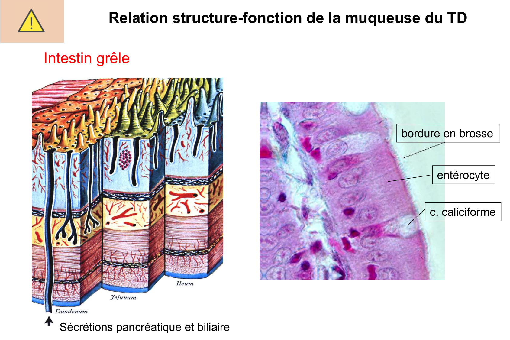 Histophysiologie digestive page 31