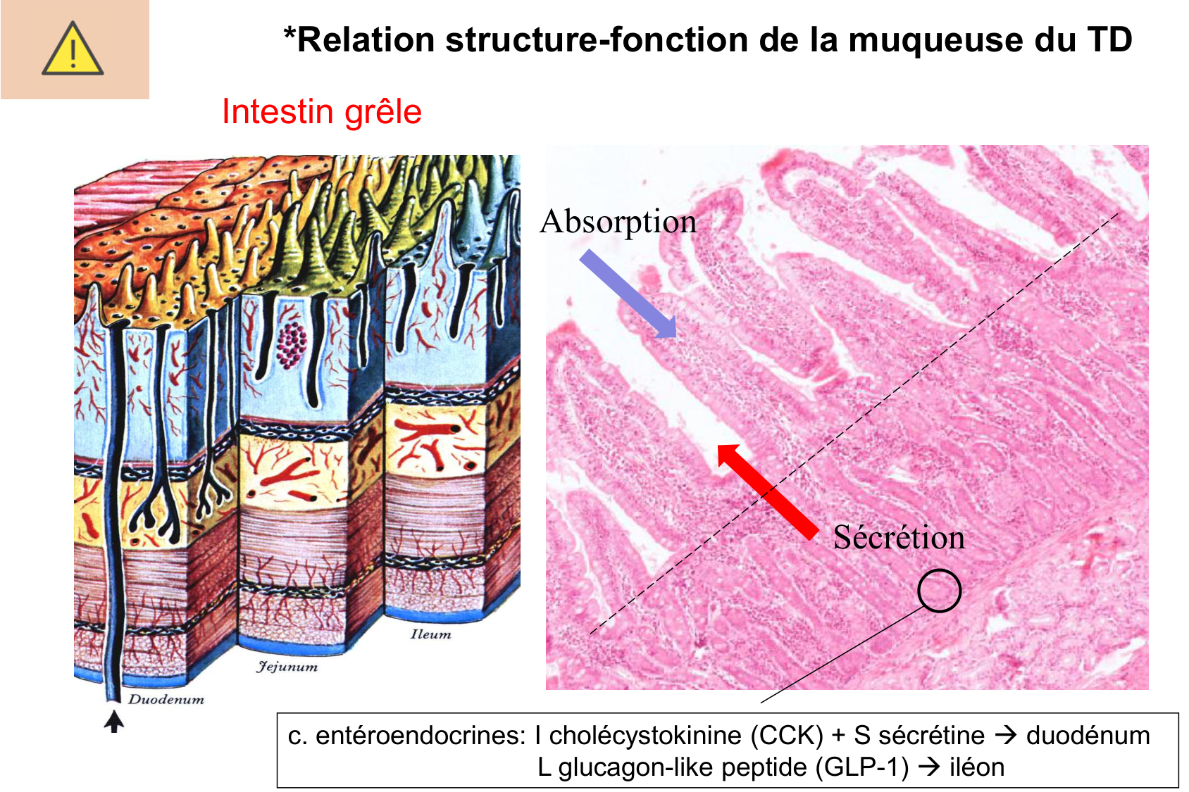 Histophysiologie digestive page 32