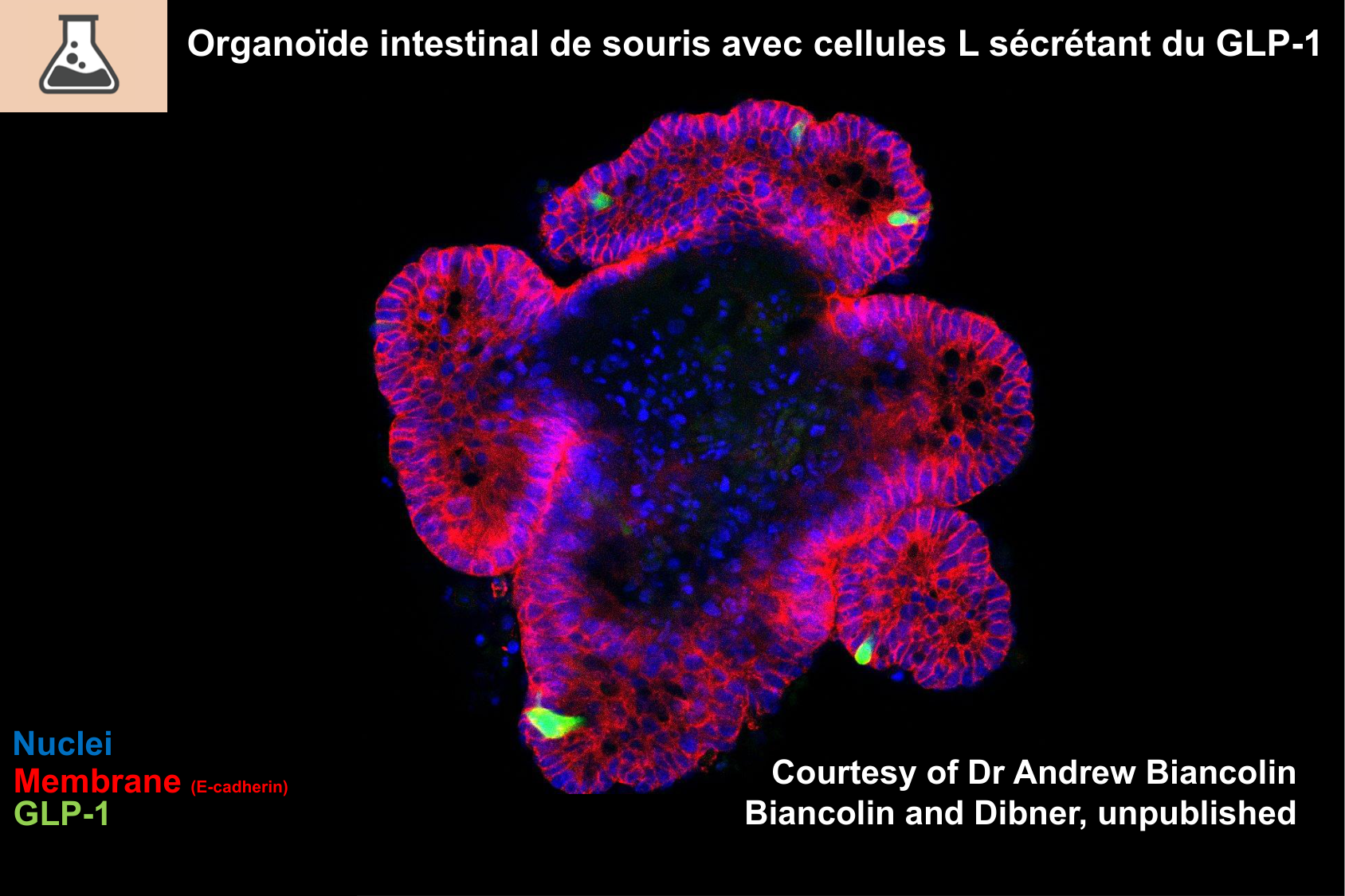 Histophysiologie digestive page 33