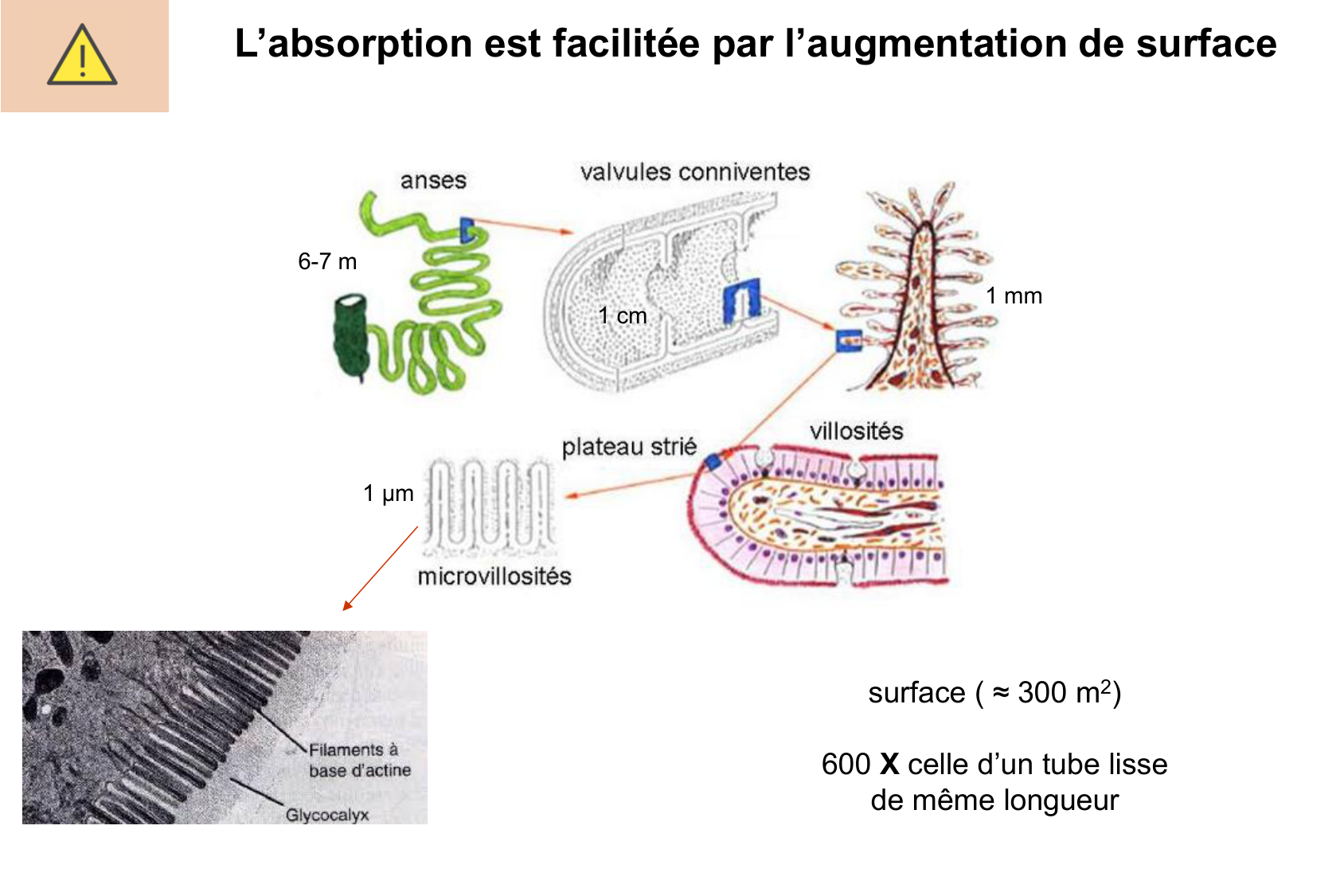 Histophysiologie digestive page 34