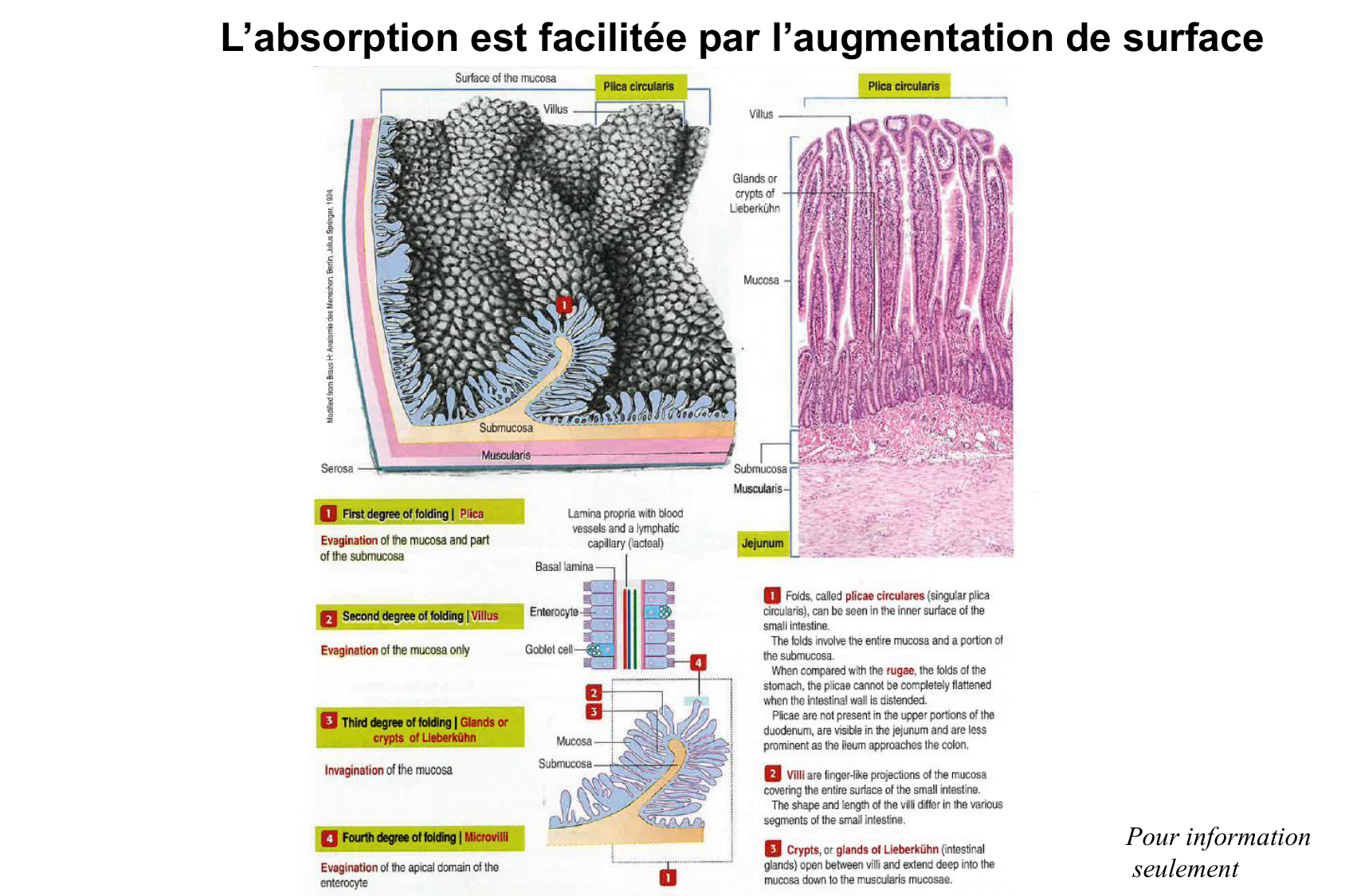 Histophysiologie digestive page 35