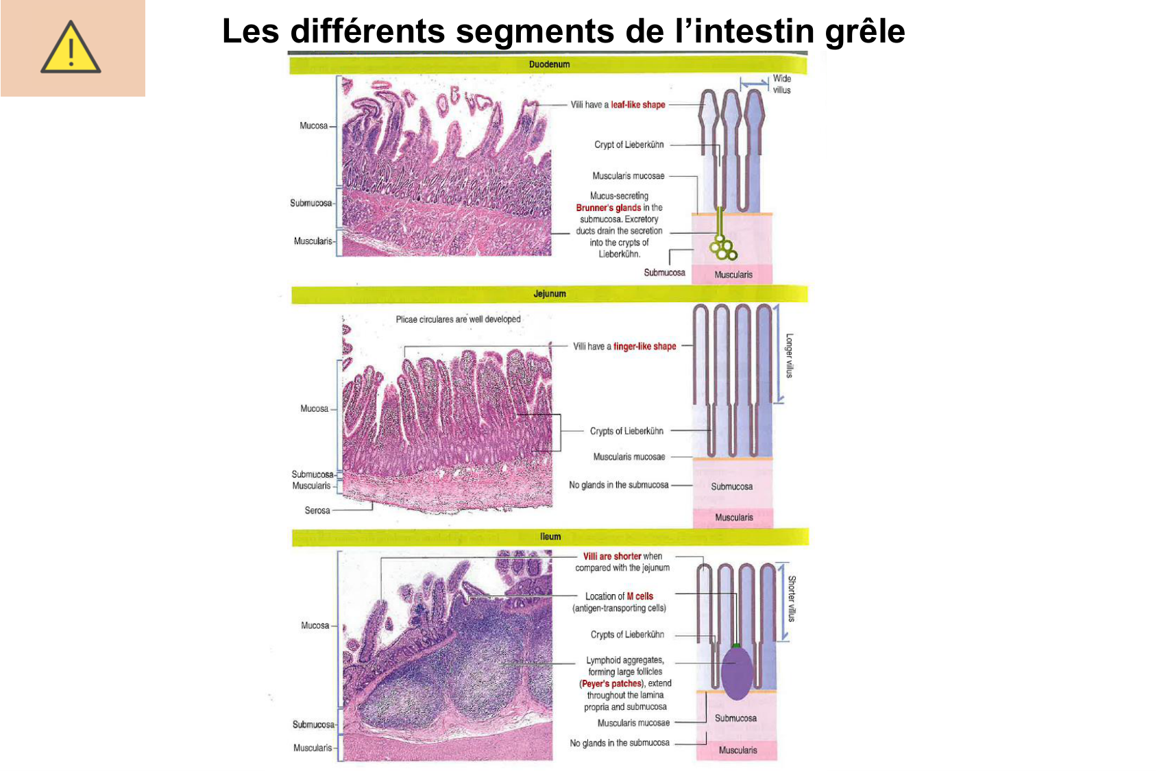 Histophysiologie digestive page 36