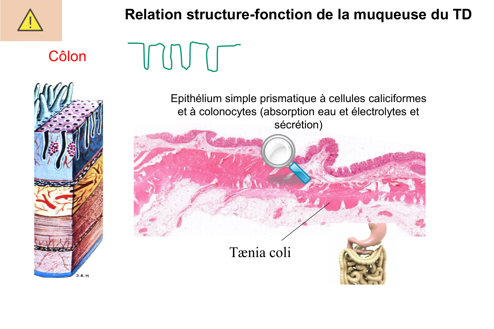 Histophysiologie digestive page 37