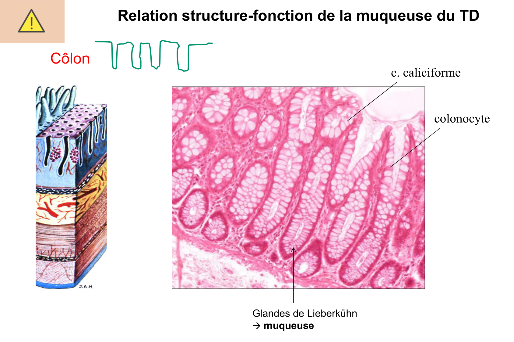 Histophysiologie digestive page 38