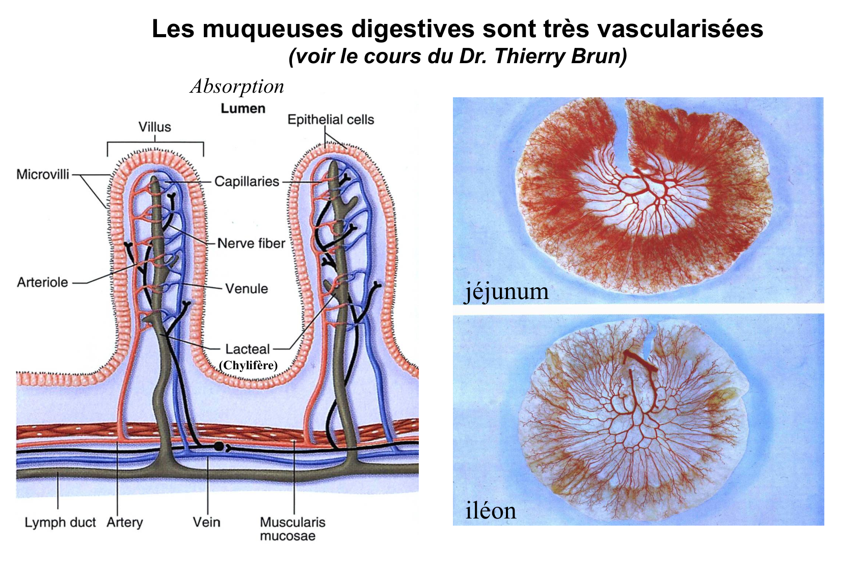 Histophysiologie digestive page 39