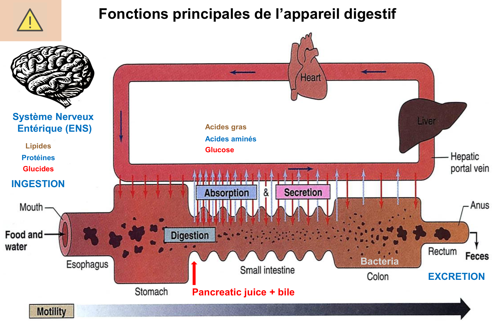 Histophysiologie digestive page 40