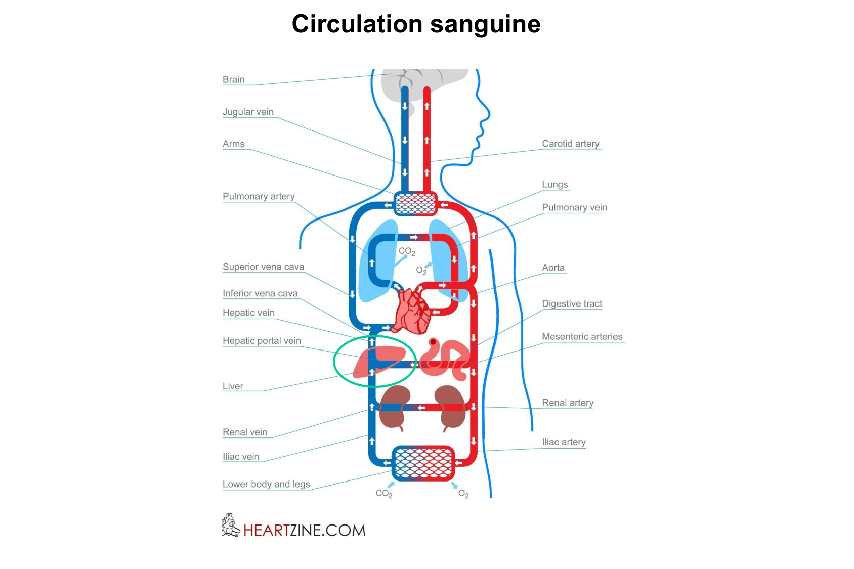 Histophysiologie digestive page 41