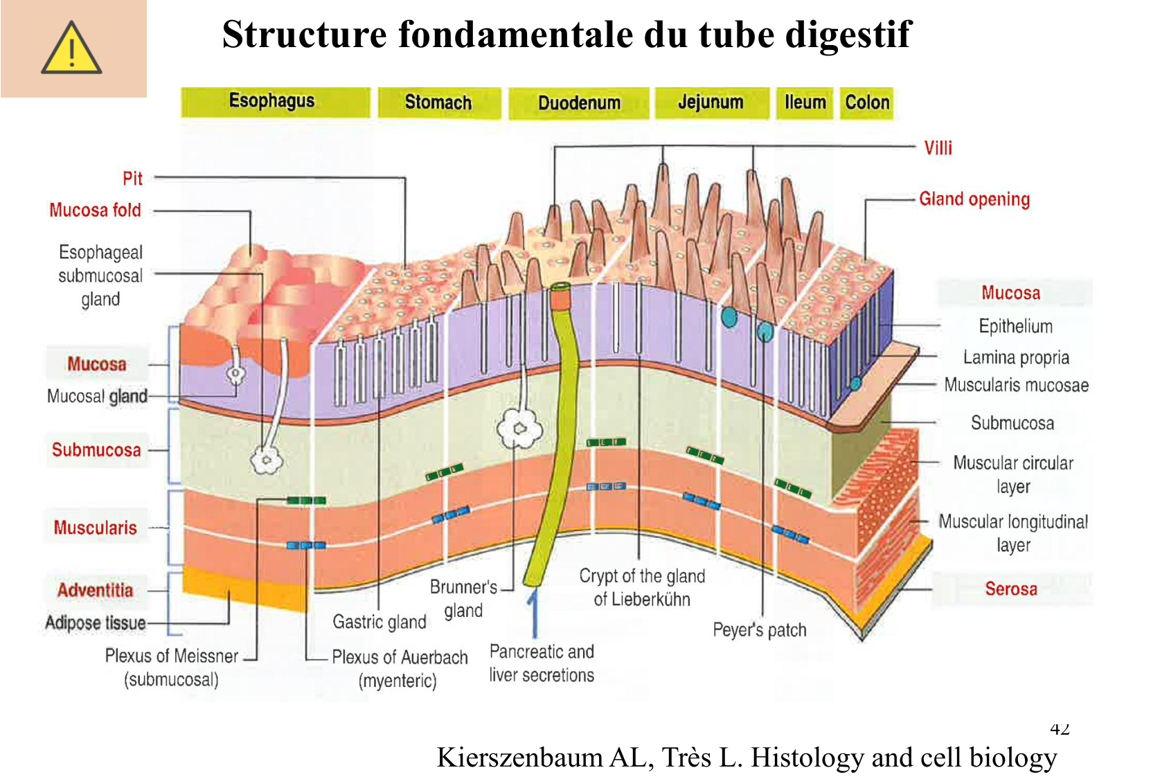Histophysiologie digestive page 42