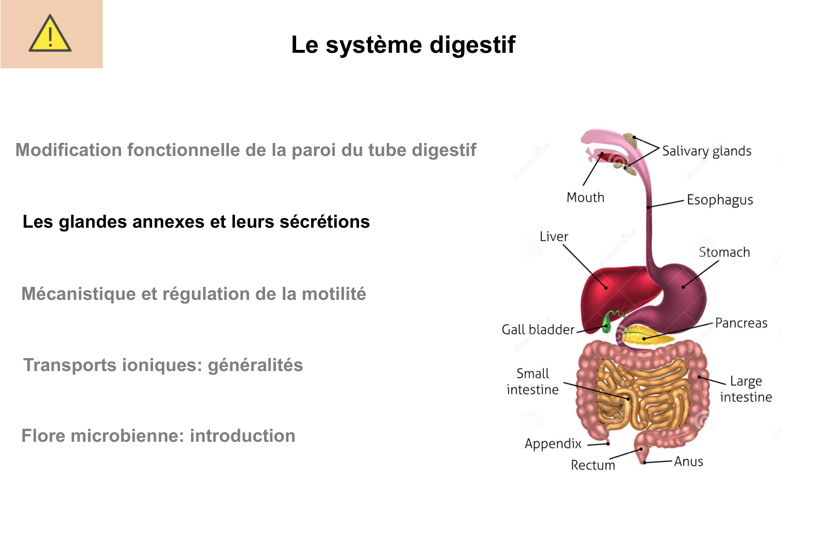 Histophysiologie digestive page 43