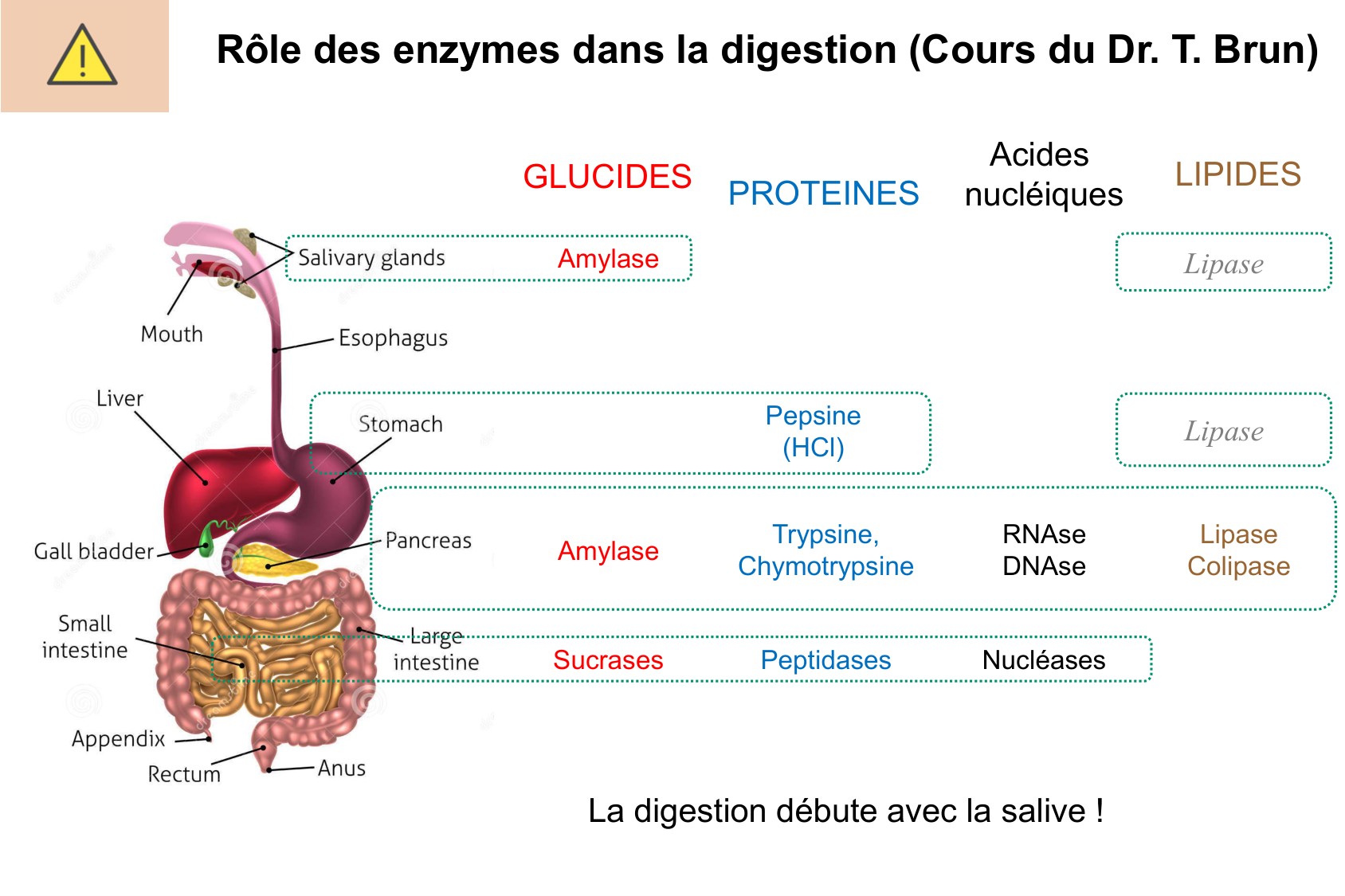 Histophysiologie digestive page 44