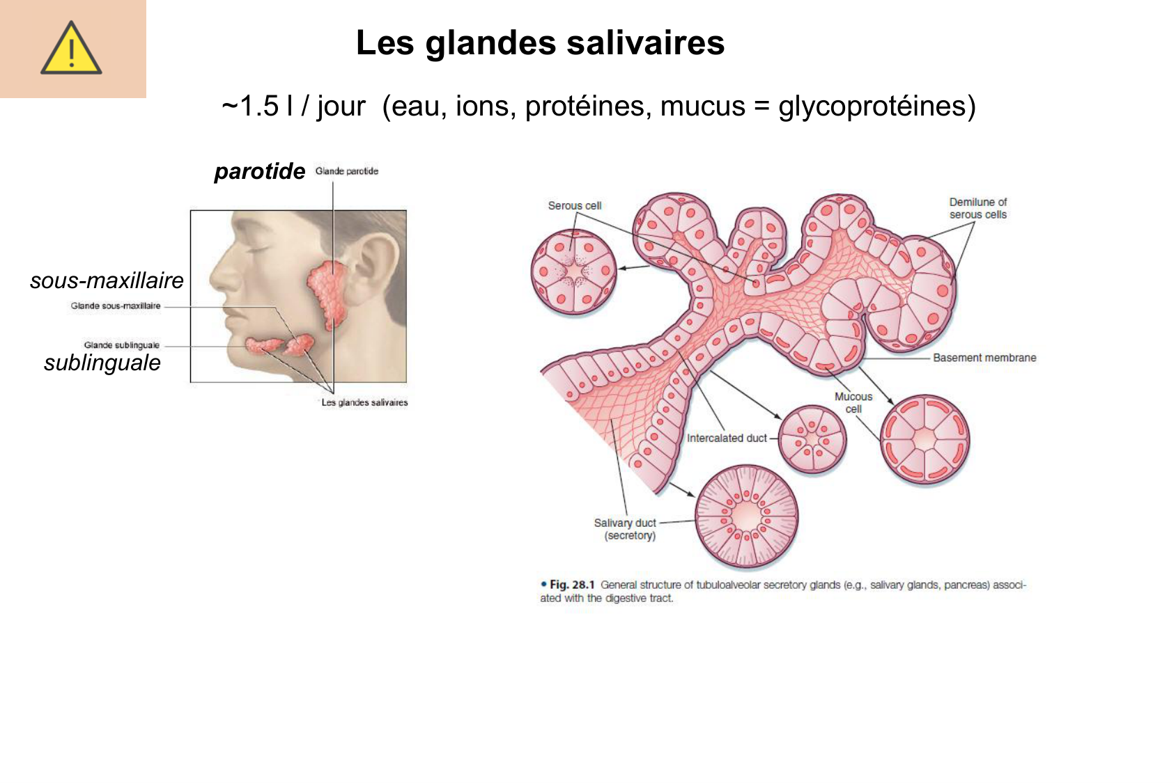 Histophysiologie digestive page 45