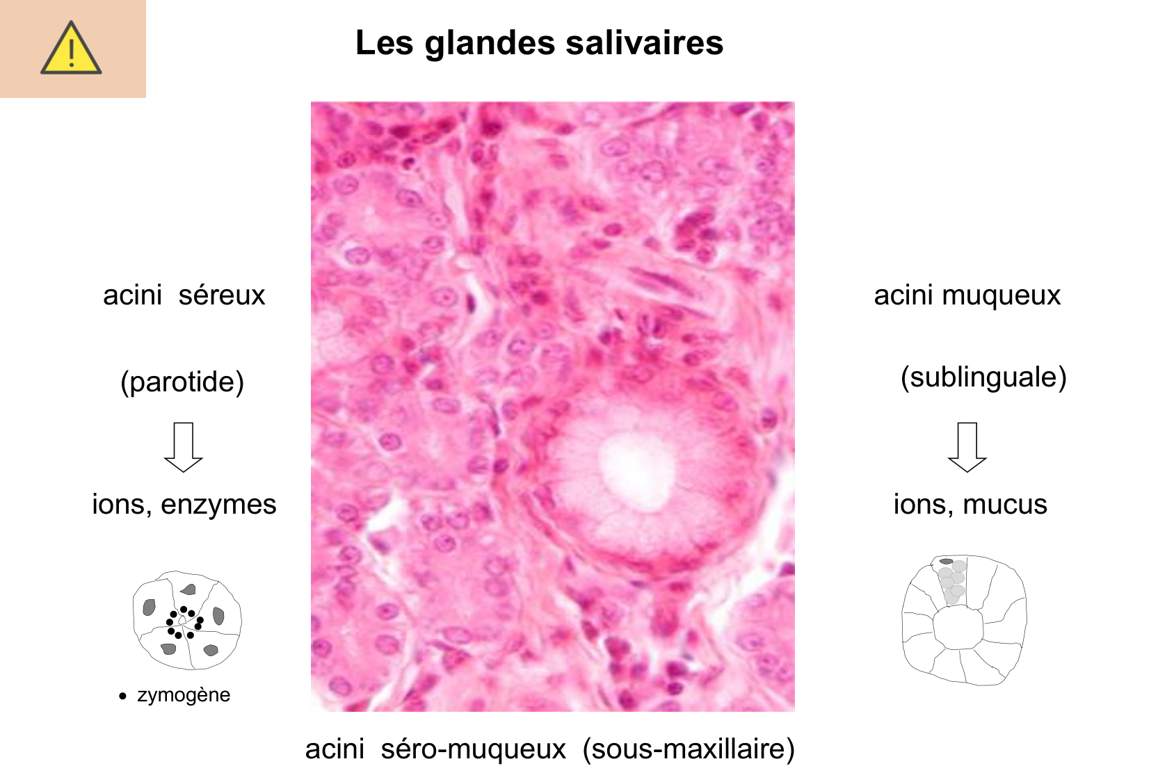 Histophysiologie digestive page 46