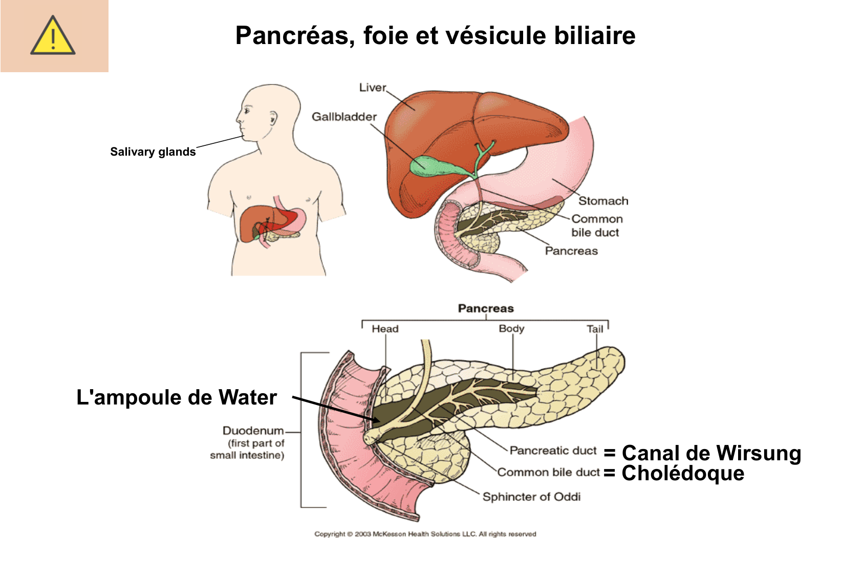 Histophysiologie digestive page 47