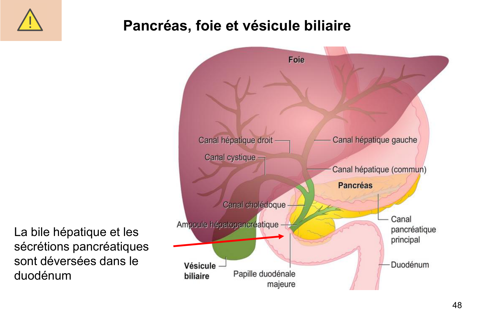 Histophysiologie digestive page 48