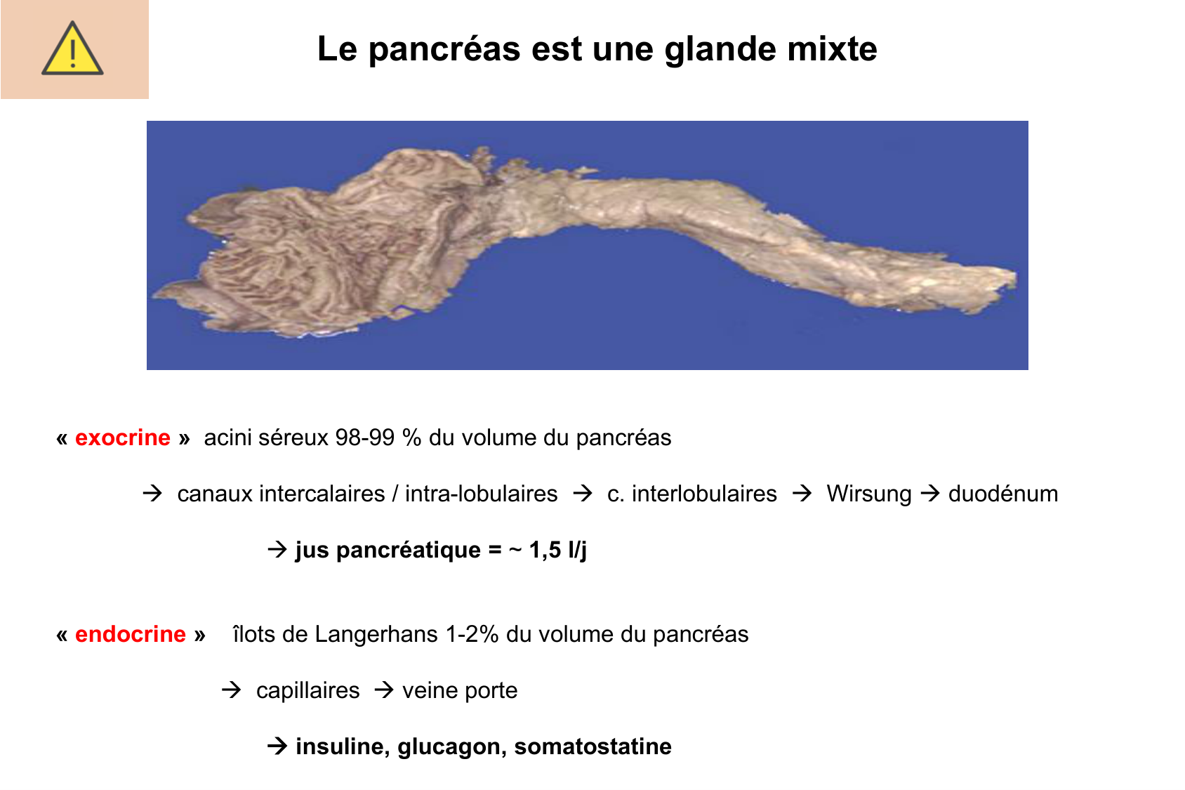 Histophysiologie digestive page 49