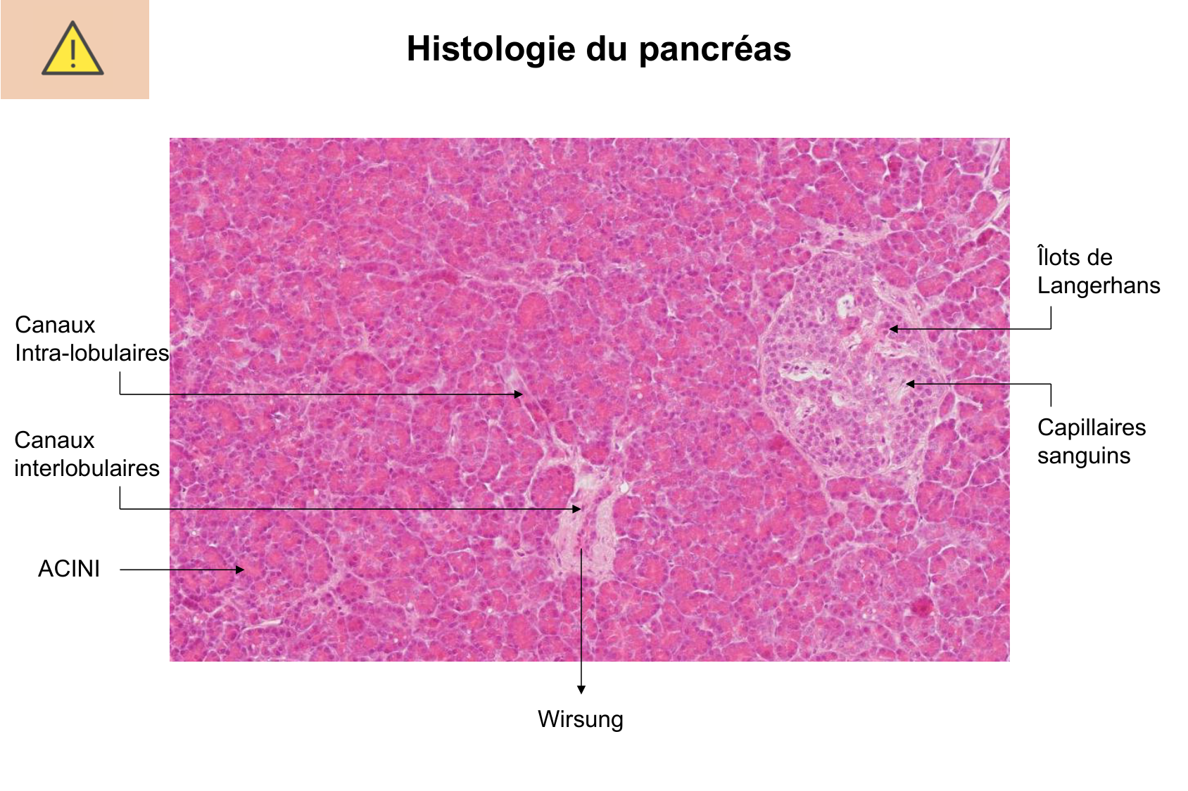 Histophysiologie digestive page 50