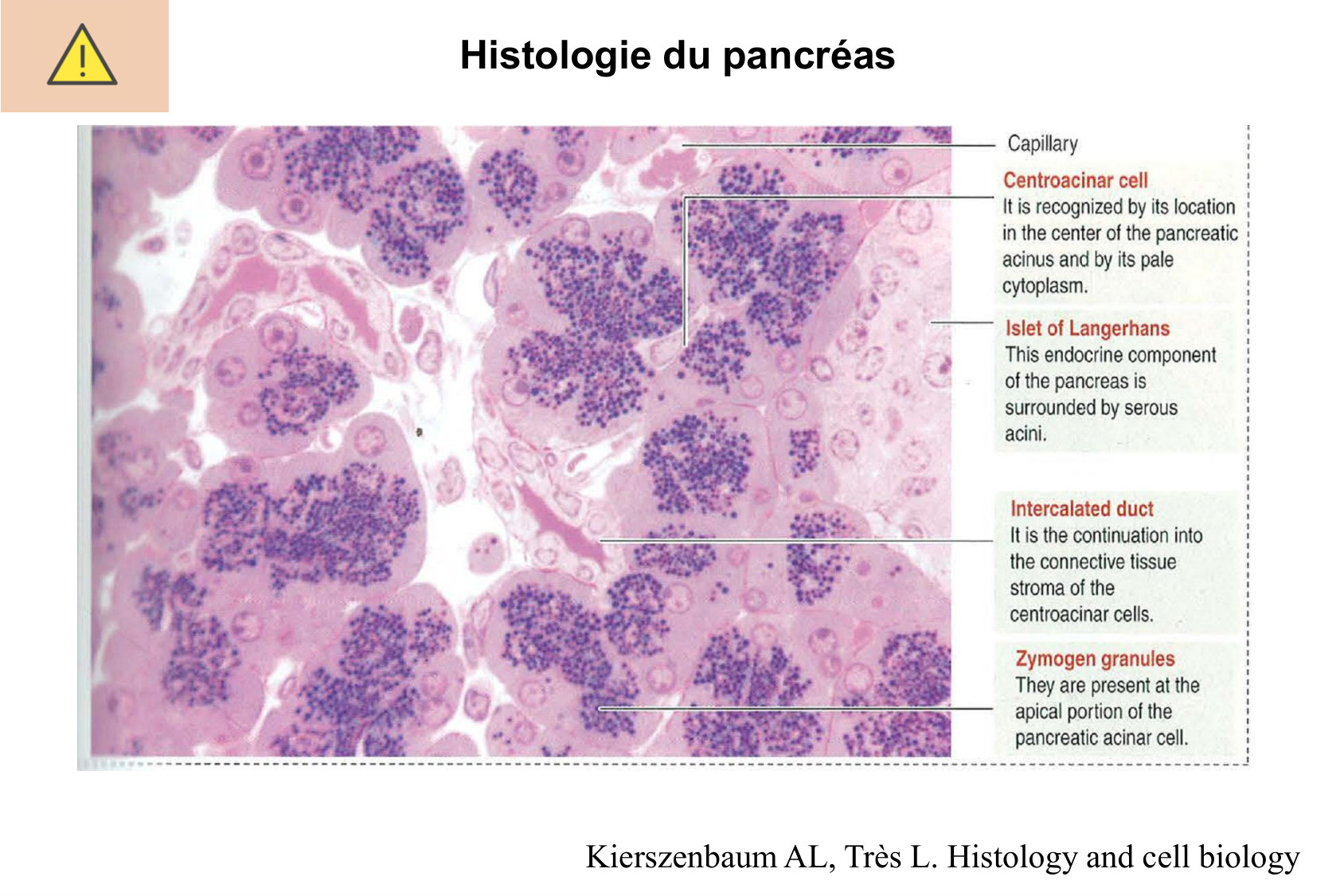 Histophysiologie digestive page 51