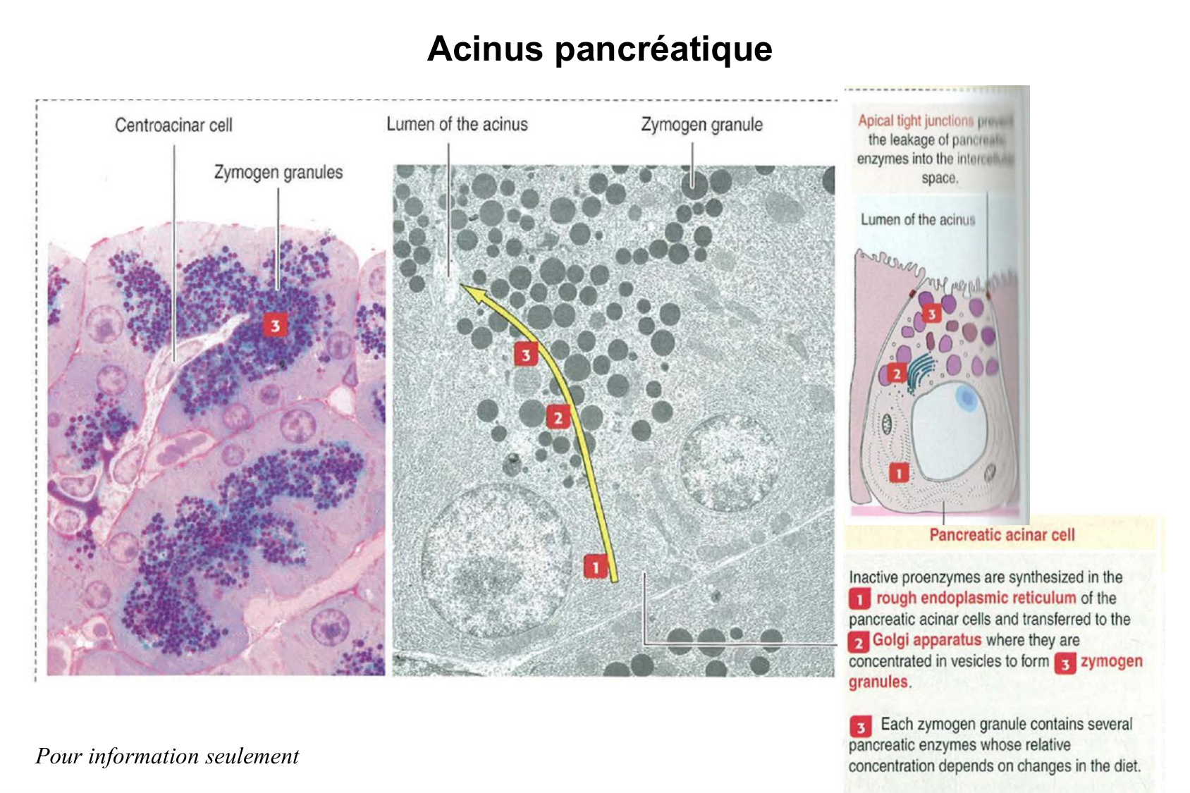 Histophysiologie digestive page 52