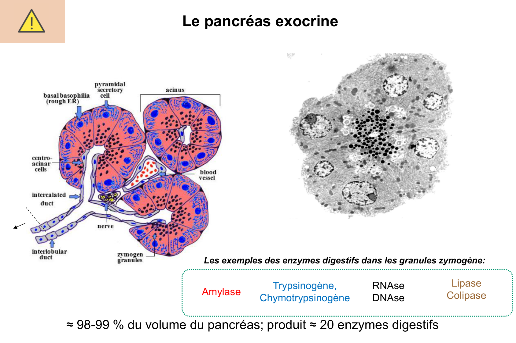 Histophysiologie digestive page 53