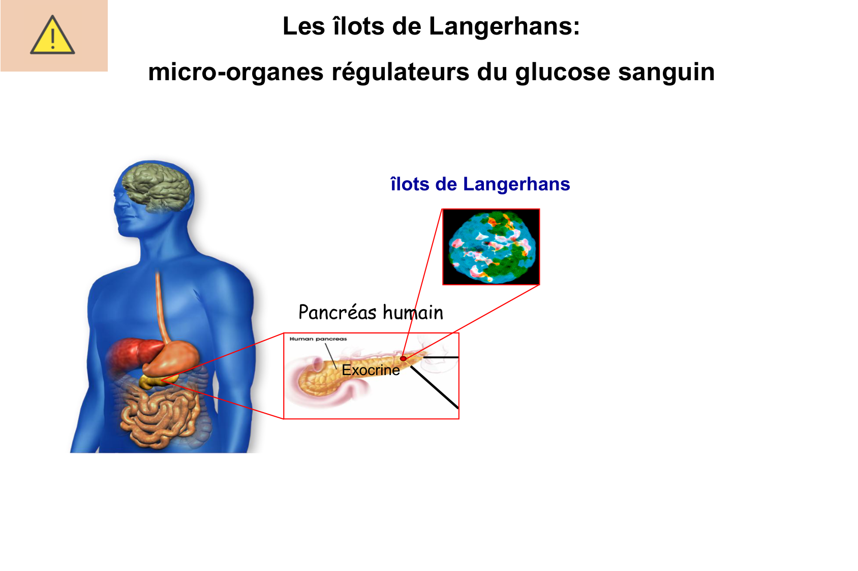 Histophysiologie digestive page 55