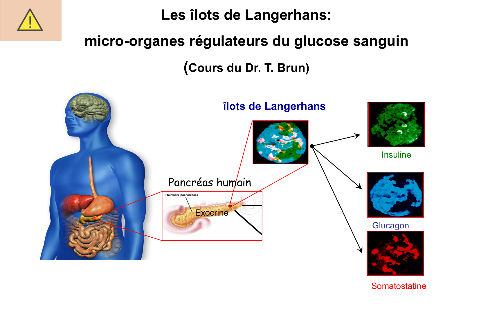 Histophysiologie digestive page 56