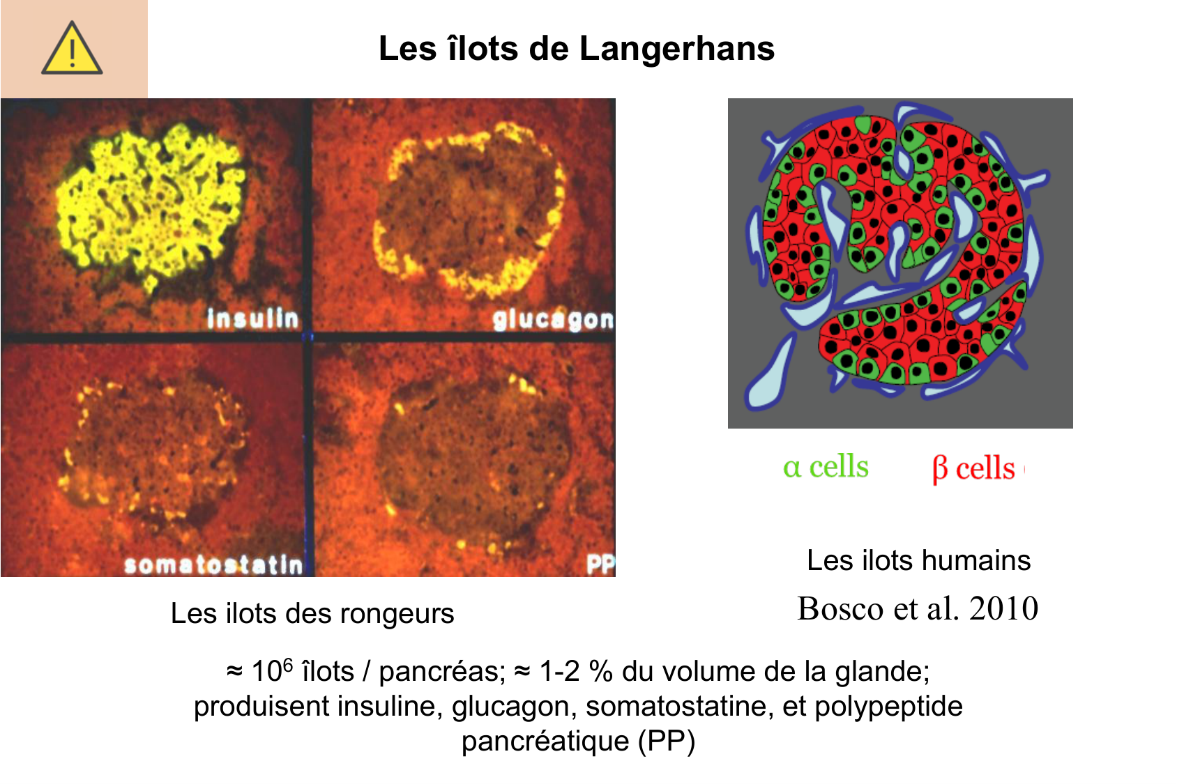 Histophysiologie digestive page 57