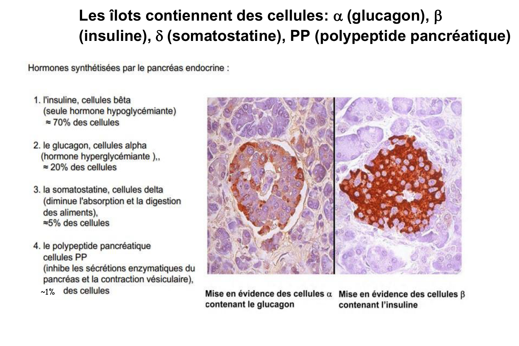 Histophysiologie digestive page 58