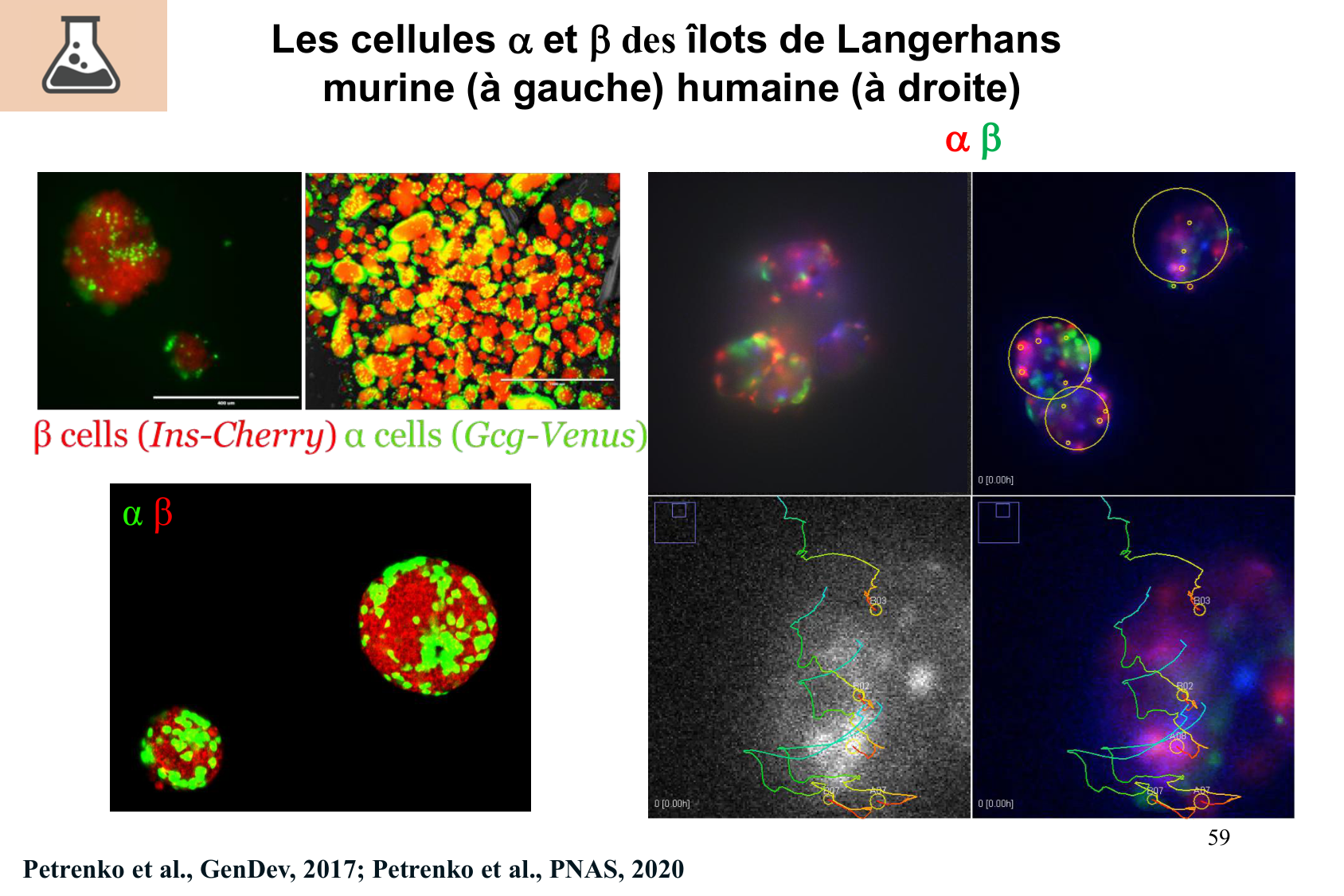 Histophysiologie digestive page 59