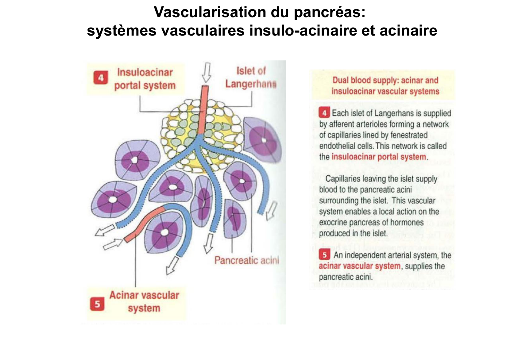 Histophysiologie digestive page 60