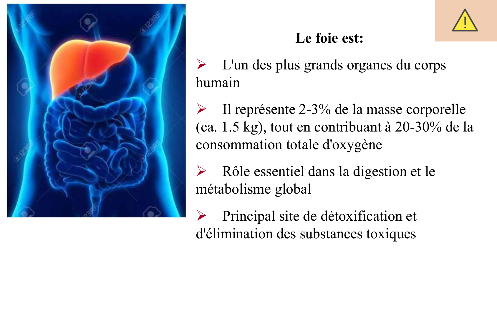 Histophysiologie digestive page 63