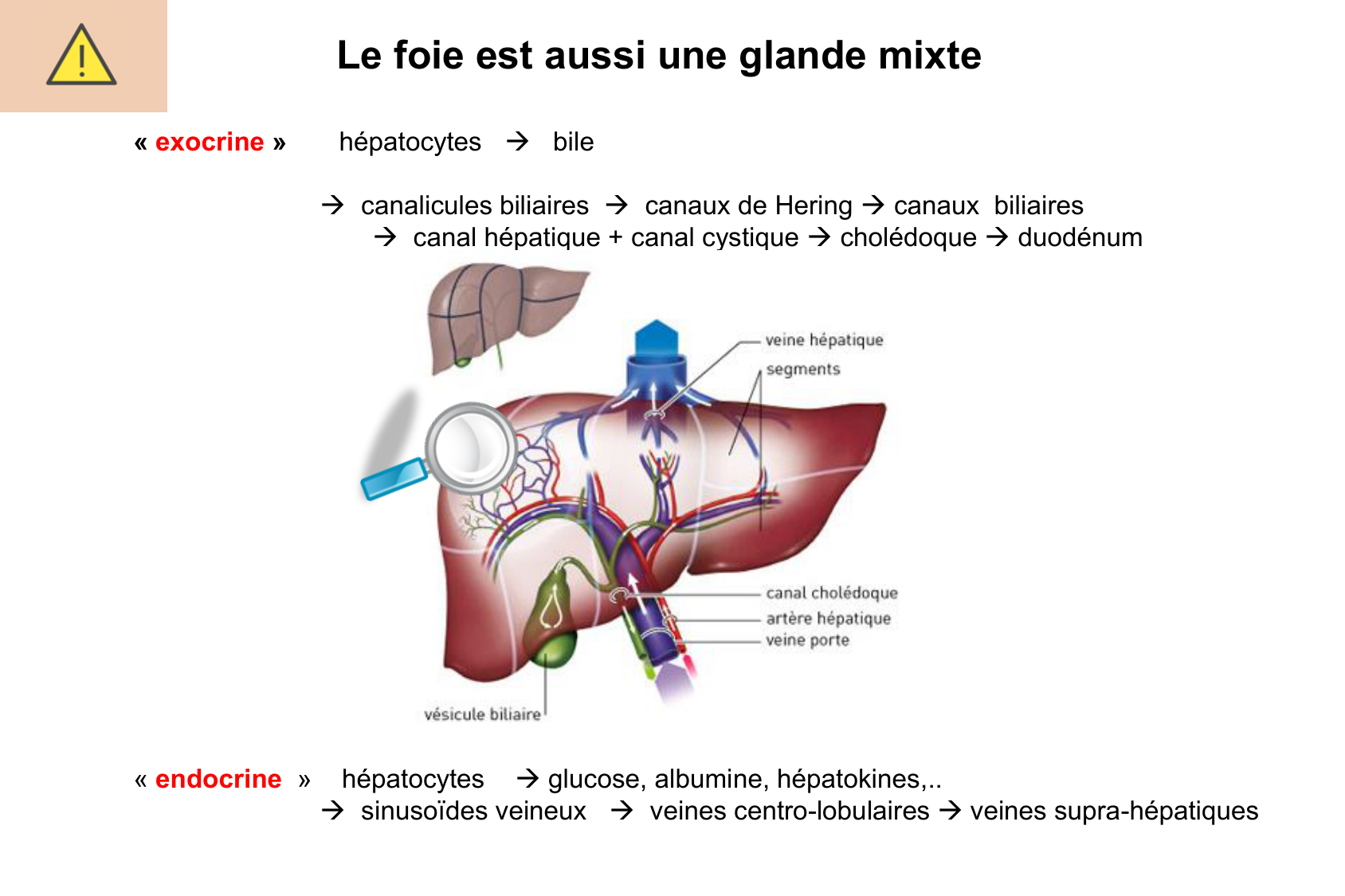 Histophysiologie digestive page 64