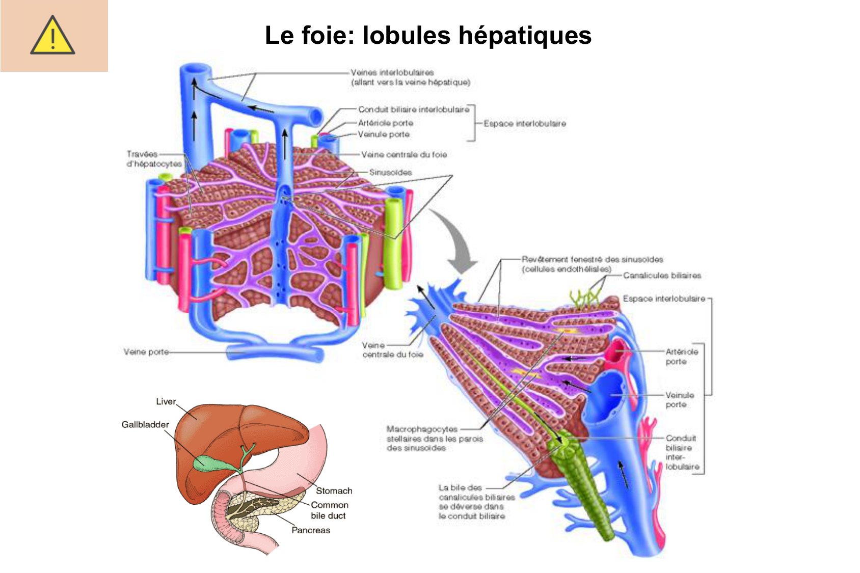 Histophysiologie digestive page 65